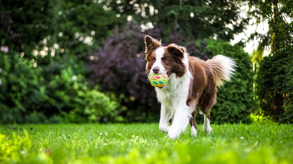Dog Obedience Training