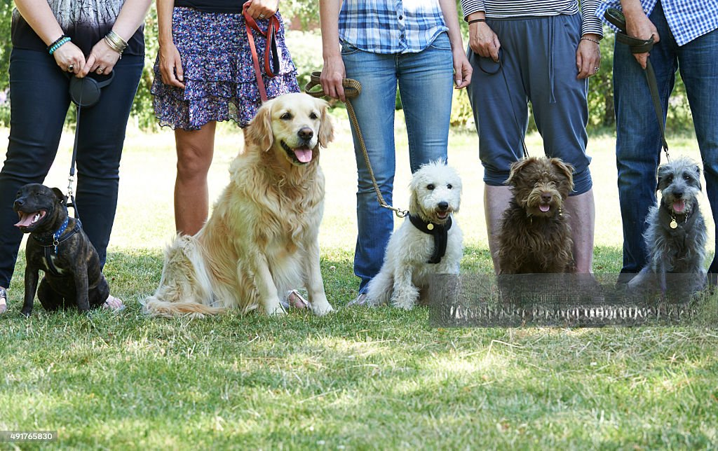best dog training books