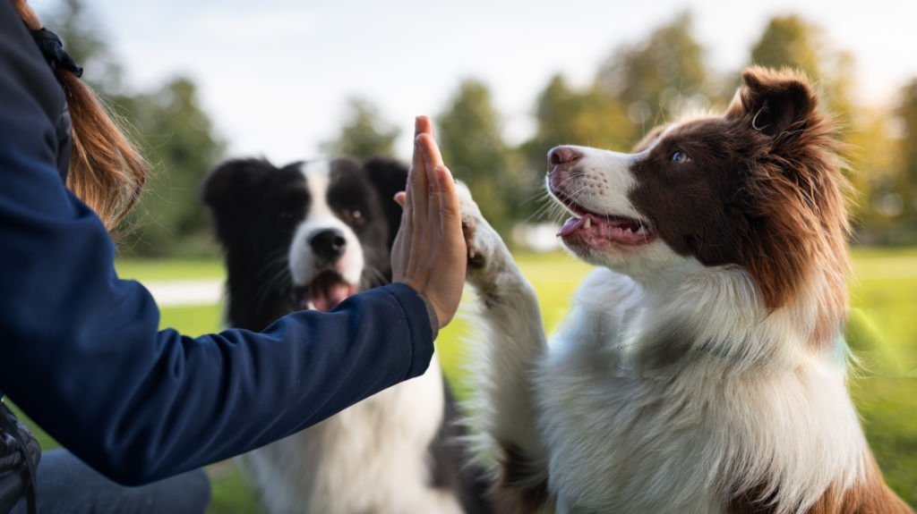 Dog Training Books